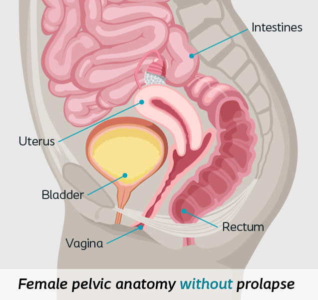 female-pelvic-anatomy-without-prolapse